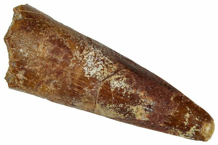 Fossil Spinosaurus Tooth - Real Dinosaur Tooth #324851
